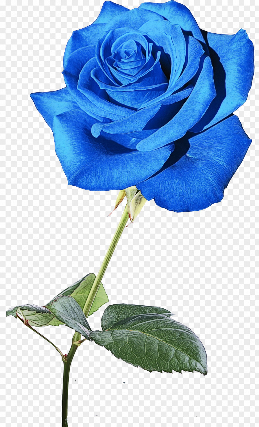 Pedicel Plant Stem Blue Watercolor Flowers PNG