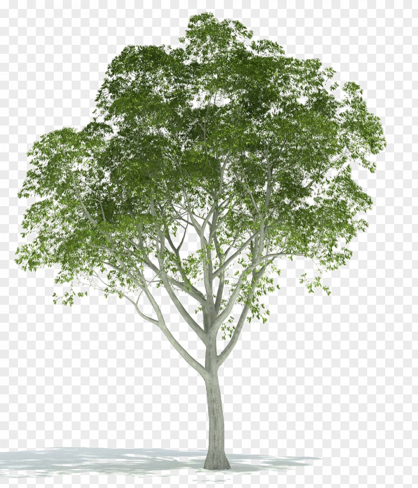 Tree Architectural Rendering Image 3D Computer Graphics PNG