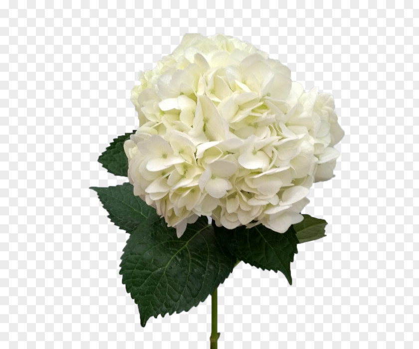White Hydrangea Cut Flowers Flower Bouquet Artificial PNG