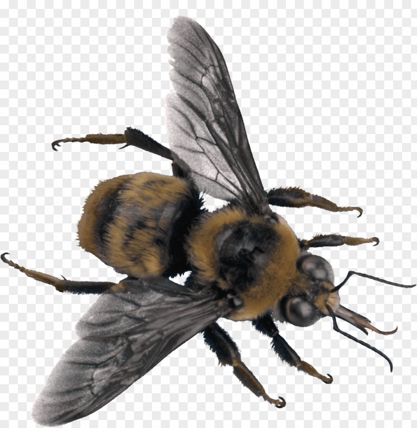 Bee Image Insect PNG