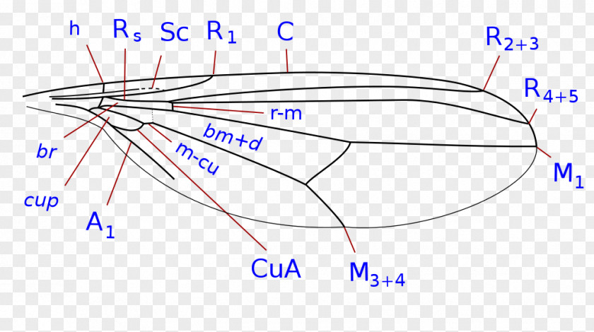 Insect Wing Muscomorpha Musca Anthomyiidae PNG