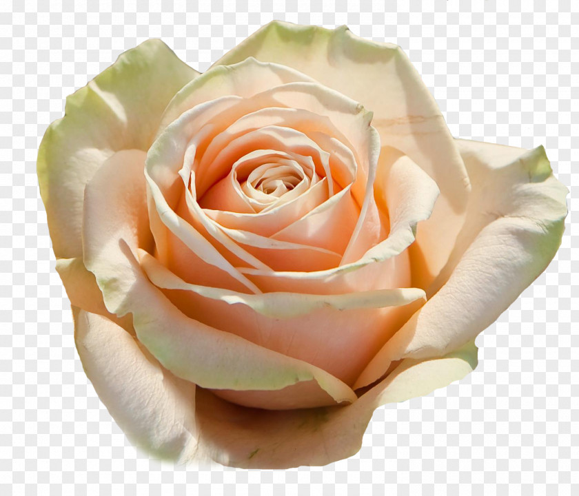 PRUNUS Garden Roses Cabbage Rose Floribunda Avalanche Petal PNG