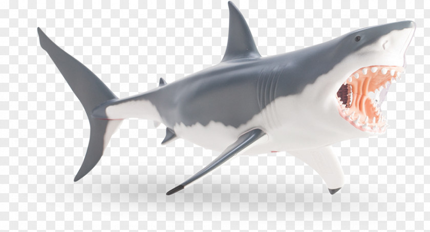 Shark Tiger Great White Anatomy PNG