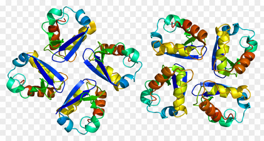 Sodiumglucose Transport Proteins KCNA3 Voltage-gated Potassium Channel Shaker Gene Ion PNG