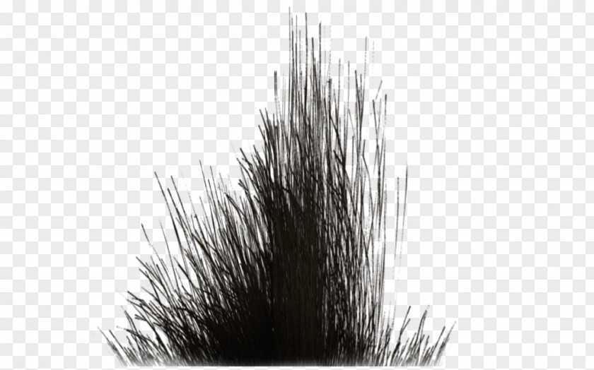 Vegetation DeviantArt Swamp Grasses PNG