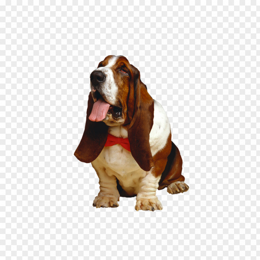 Wedding Basset Hound Beagle Photography Pet PNG