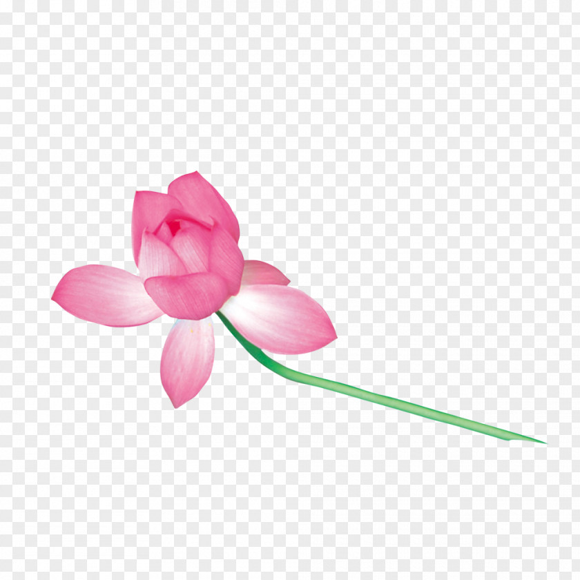 A Lotus Nelumbo Nucifera Eight Immortals PNG