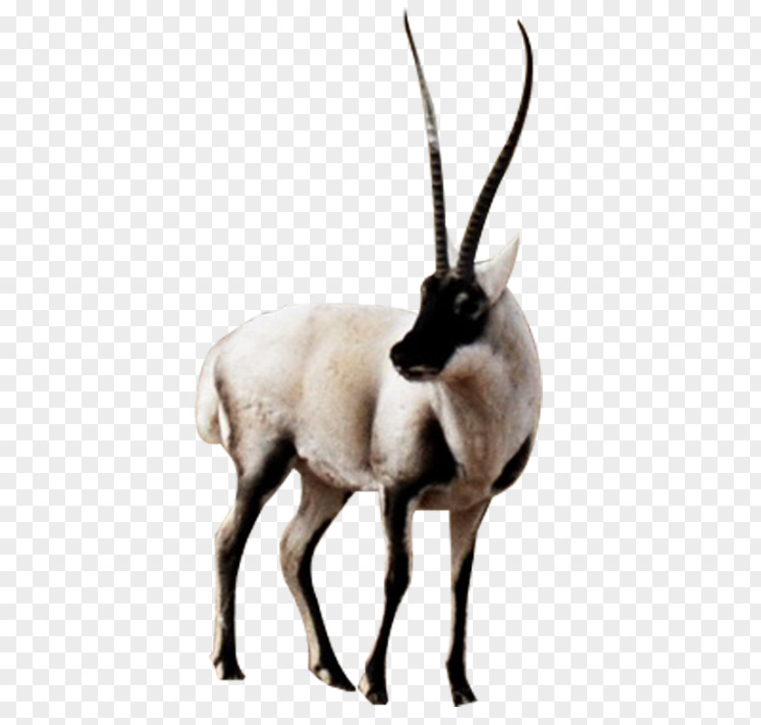 Antelope Horned Sheep Animal Material Tibetan Sauvage PNG