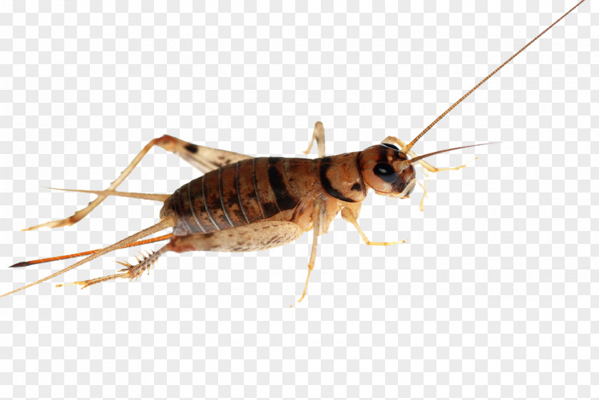 Cricket Insect Cockroach PNG