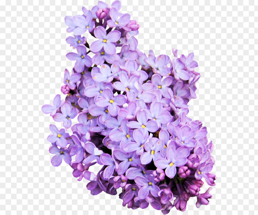 Flower Nail Art Lavender PNG
