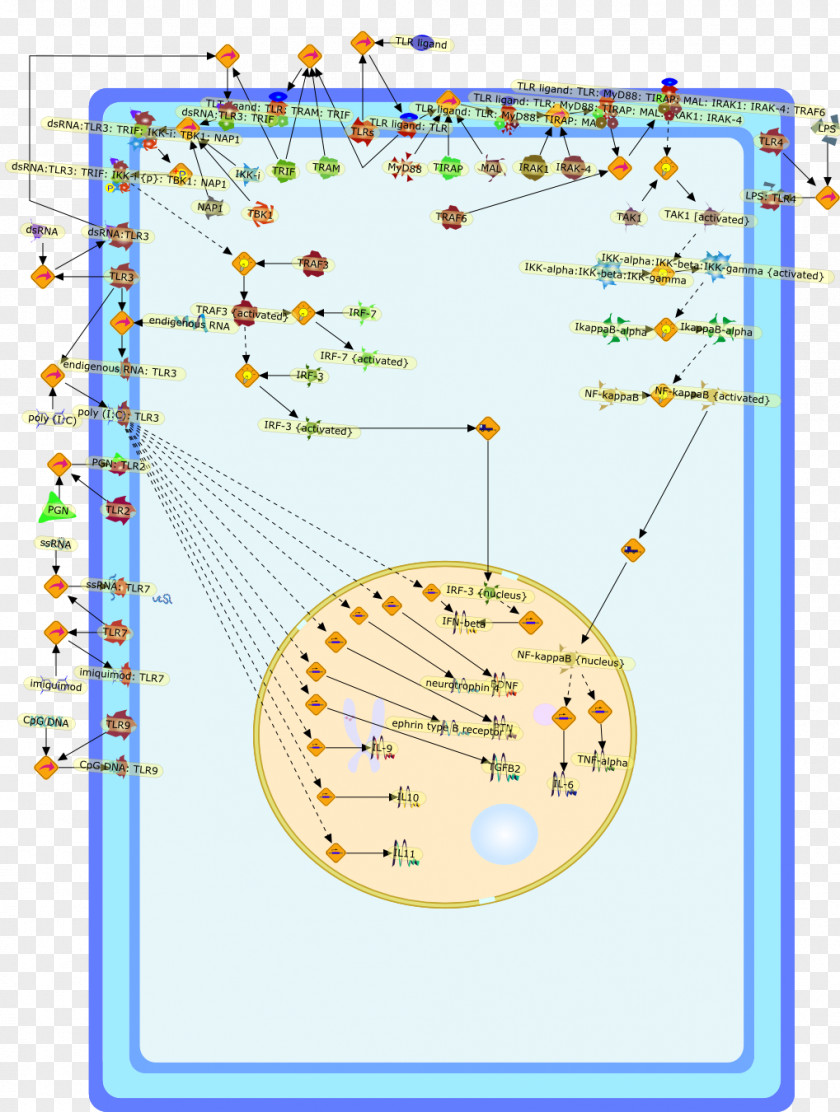 Line Point Diagram Organism PNG