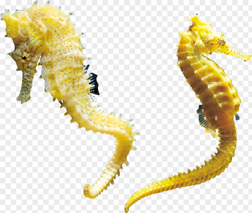 Seahorse The Hippocampus Clip Art Image PNG