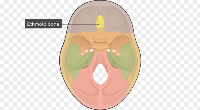 Skull And Bone Ethmoid Sphenoid Cranial Cavity PNG