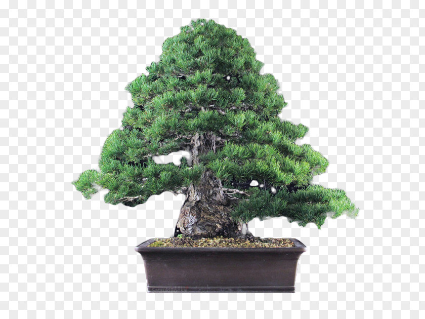 Ficus Ginseng Chinese Sweet Plum Spruce Sageretia PNG