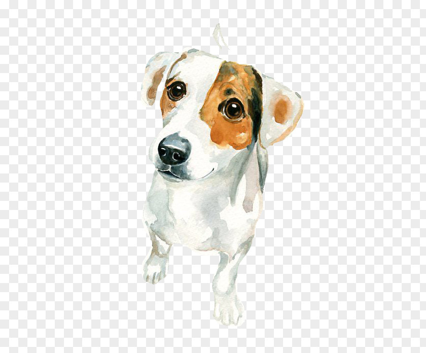 Macular White Puppy Jack Russell Terrier Watercolor Painting Art PNG