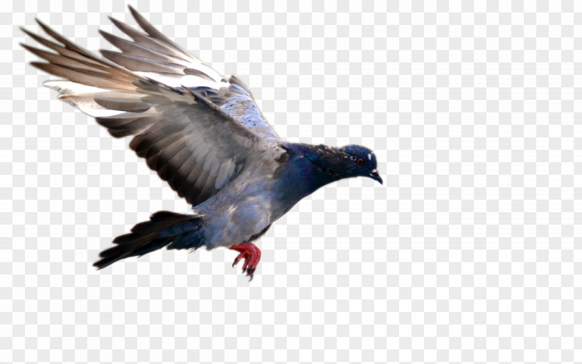 Pigeon Bird Flight Domestic Blue PNG