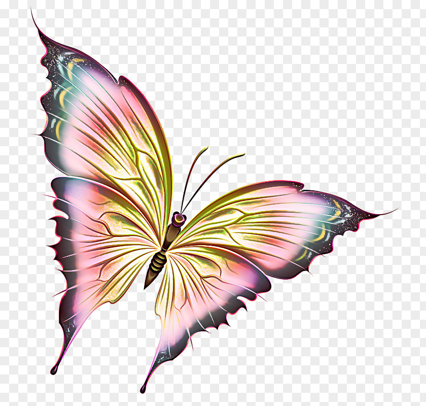 Plant Wing Butterfly Moths And Butterflies Insect Leaf Pollinator PNG