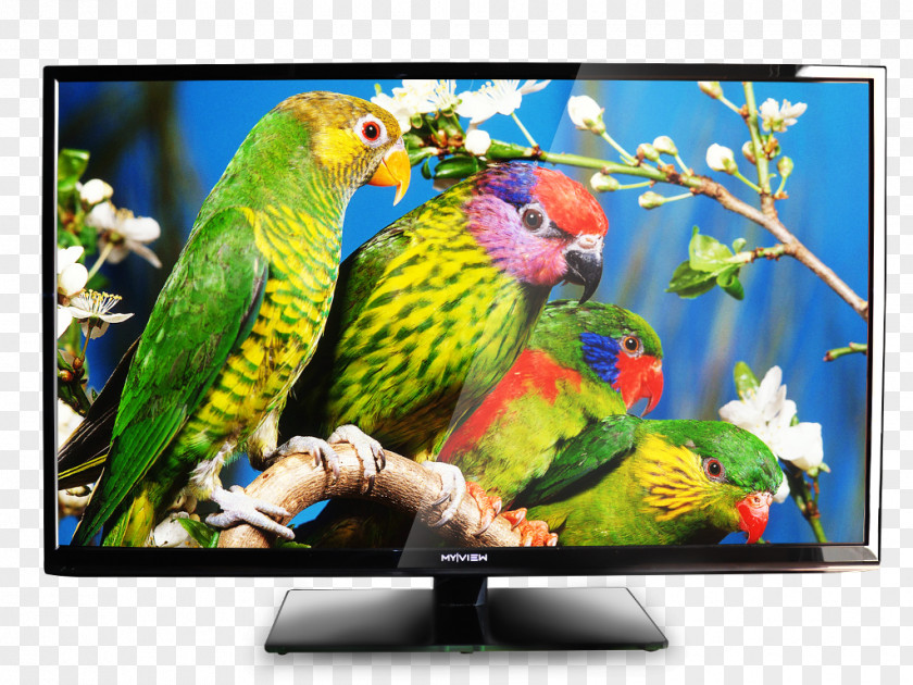 Watching Tv Bird Parrot Owl Wild Animals Jigsaw Television PNG