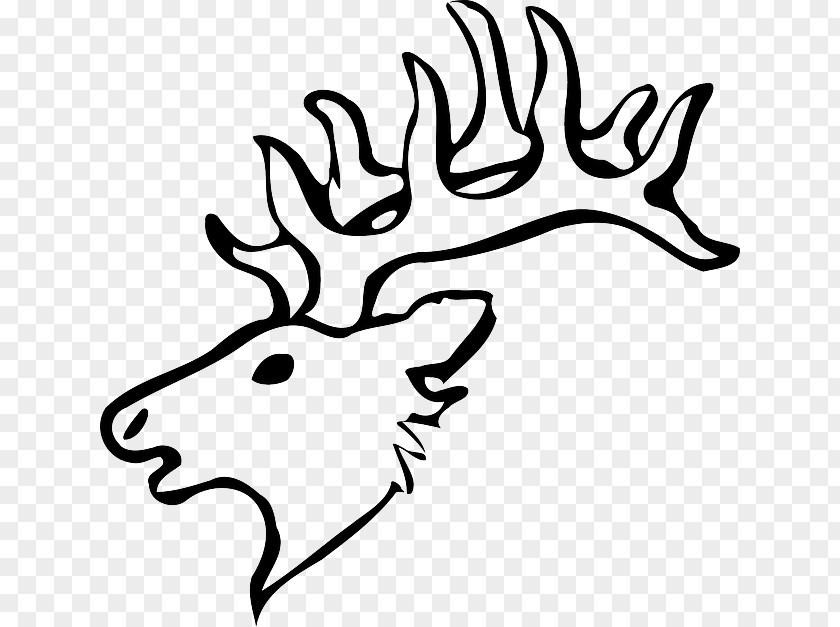 Deer Skull White-tailed Drawing Reindeer Clip Art PNG