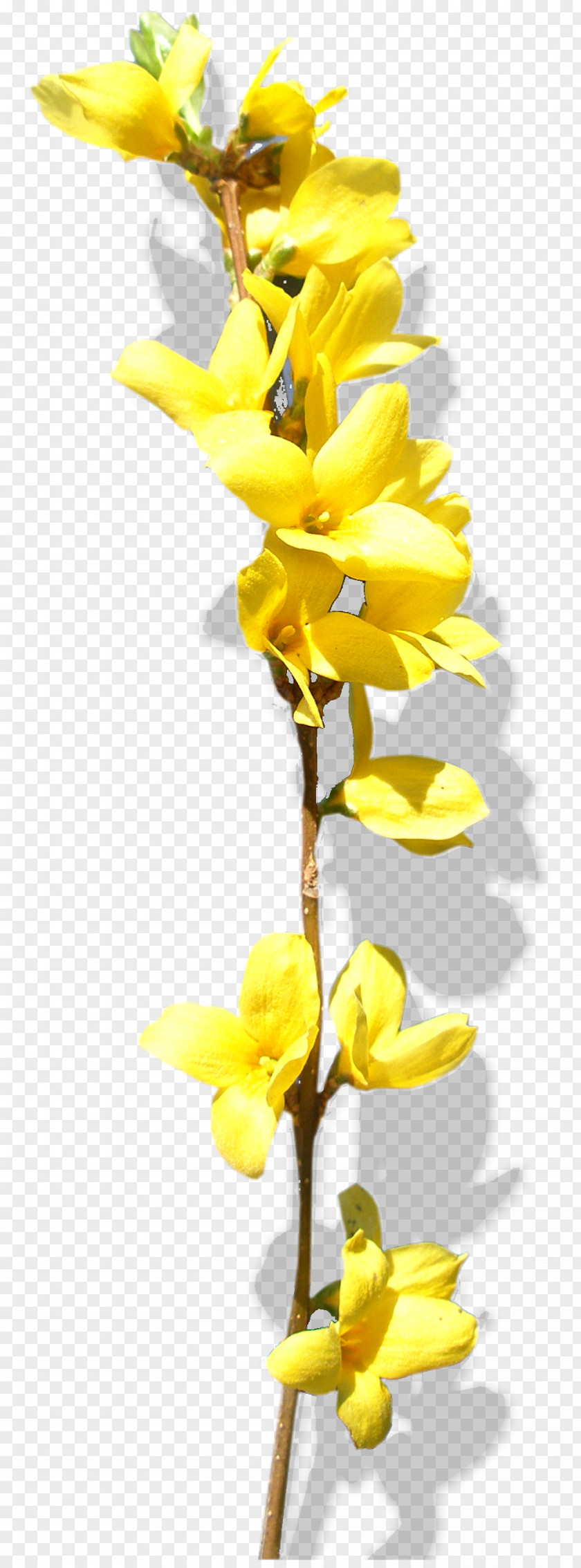 Flower Cut Flowers Chimonanthus Praecox Yellow PNG