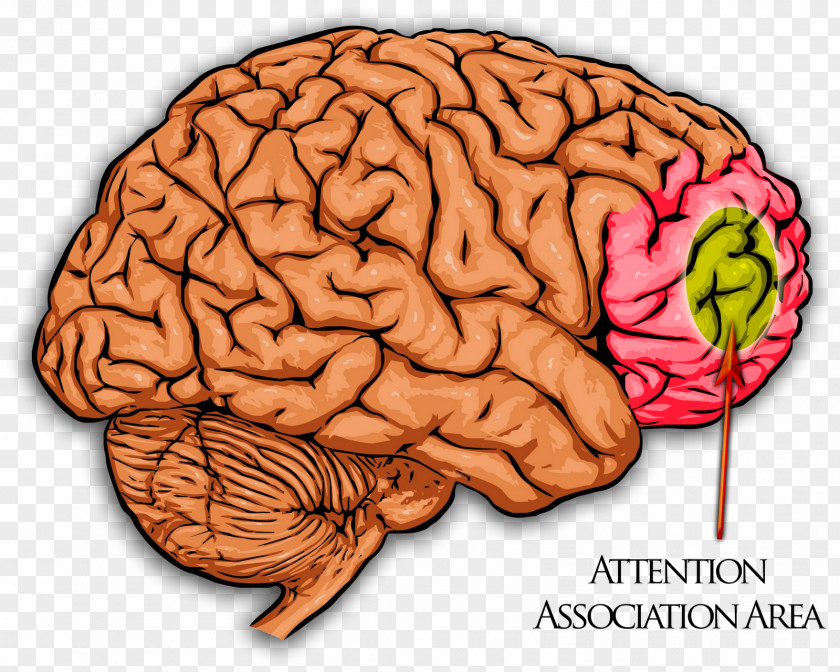 Primary Motor Cortex Brain Cerebral Hypoxia Neuron Nervous System PNG