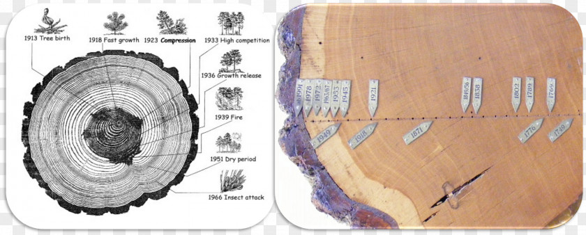 Tree Dendrochronology Rings And Environment Dendroecology Aastarõngad Geology PNG