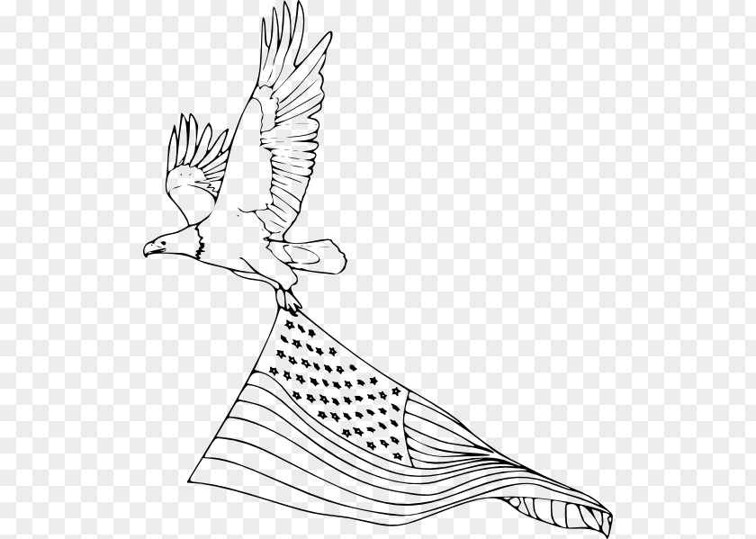 Bird Bald Eagle Coloring Book Drawing PNG