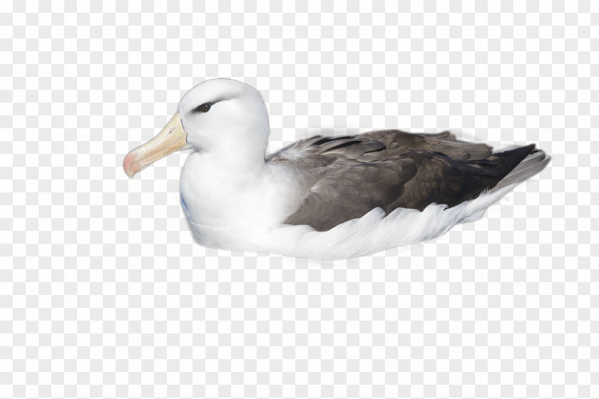 Great Blackbacked Gull Shorebird Duck Cartoon PNG