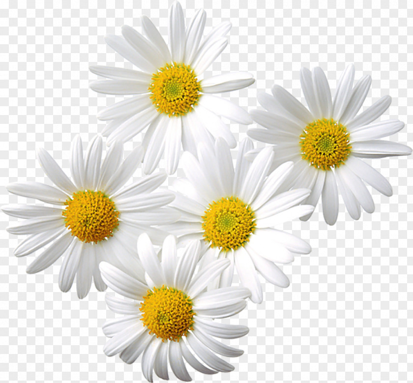 Picture Of Daisies Common Daisy Chamomile Clip Art PNG