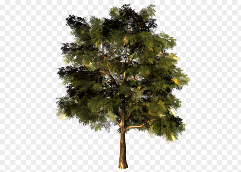 Tree Larch Oak Pine Branch PNG