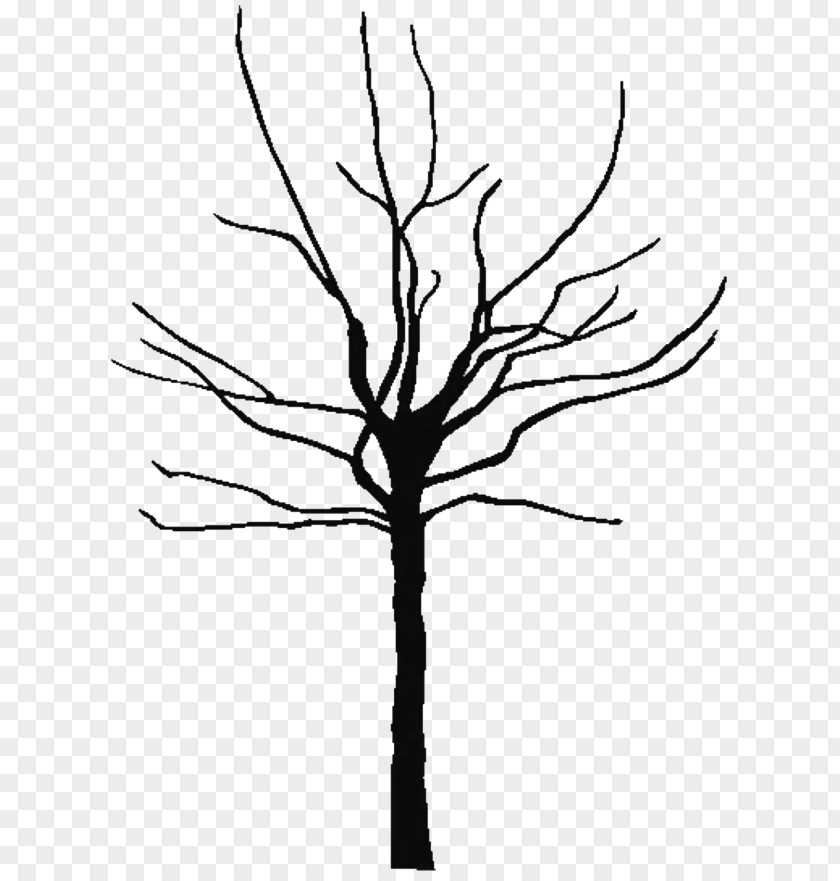 Tree Outline Cliparts Oak Black And White Clip Art PNG