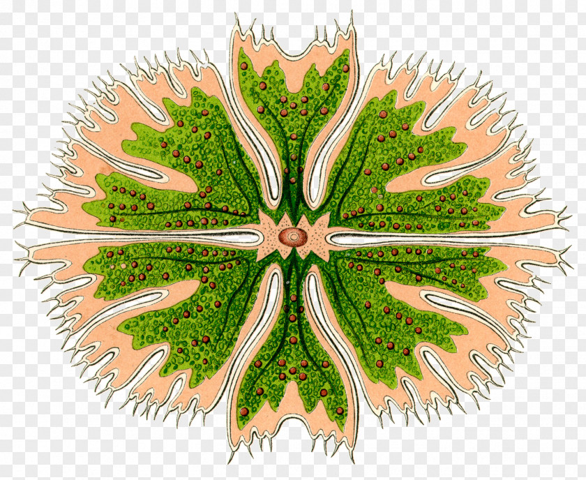 Algae Plant Art Forms In Nature Radiolaria Printmaking PNG