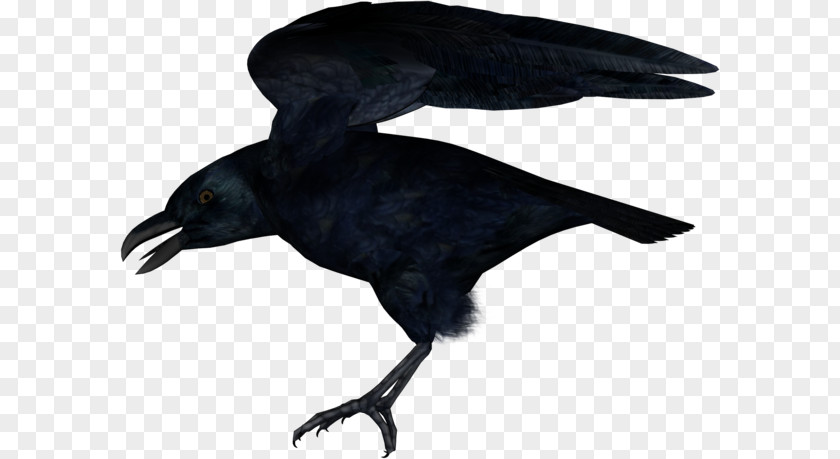 American Crow New Caledonian Rook Common Raven PNG
