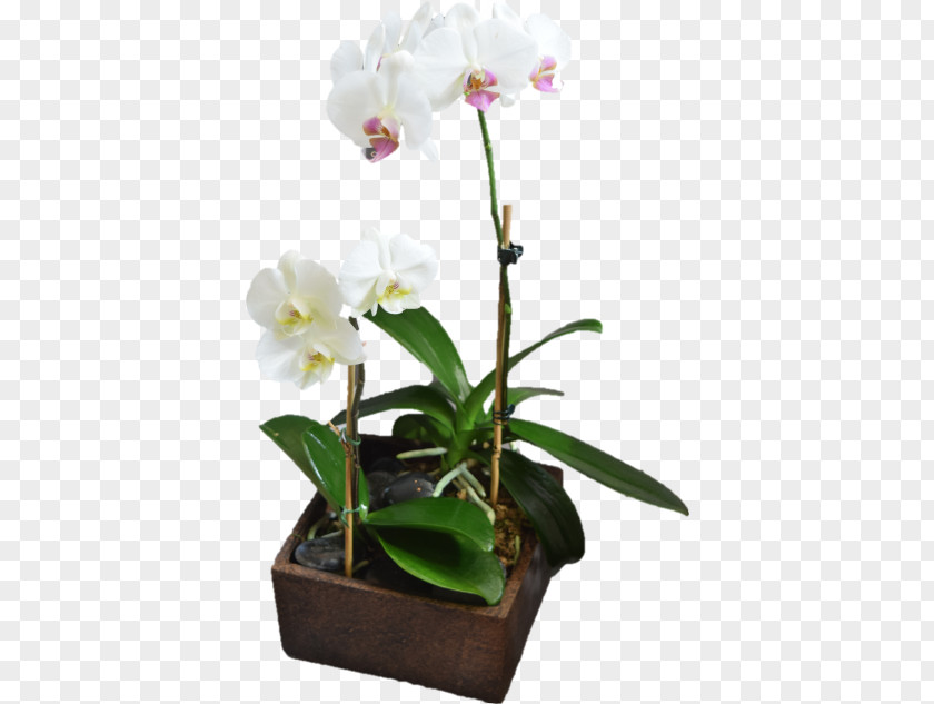 Concrete Cubes Burial Beautiful Bouquets & Baskets Florist Moth Orchids Cut Flowers Plants PNG