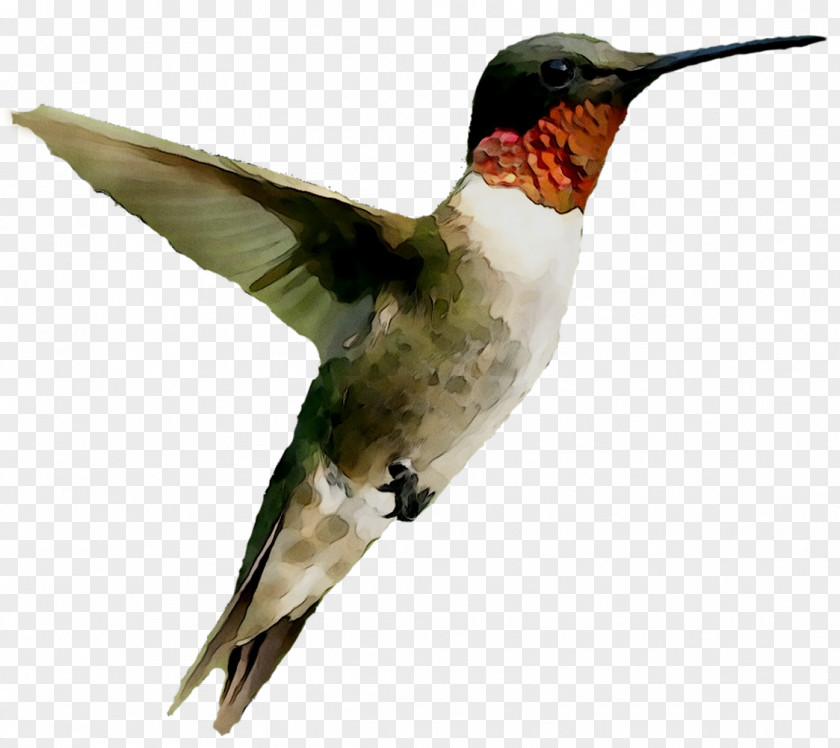 Hummingbird Image Duck Download PNG