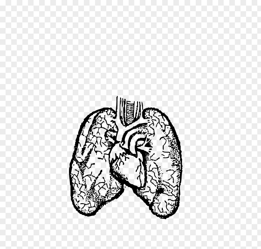 Lung Drawing Human Body Clip Art PNG