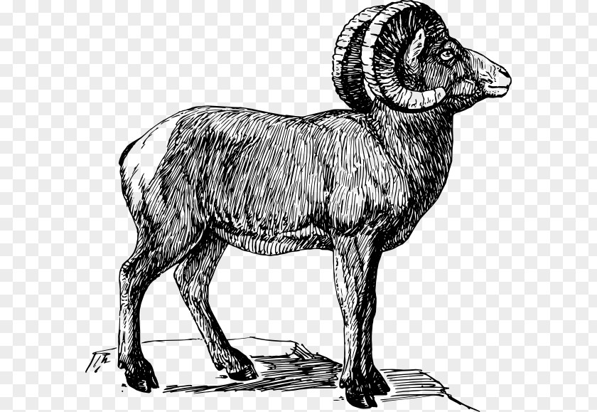 Sheep Bighorn Drawing Clip Art PNG