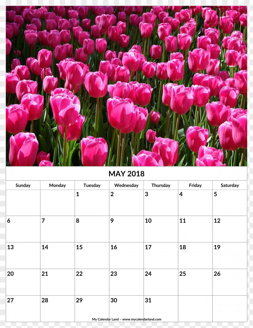 Tulip Calendar Stock.xchng Flower Image PNG