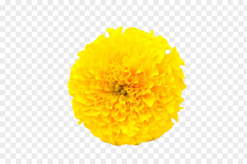 Yellow Marigold Mexican Flower Calendula Officinalis PNG