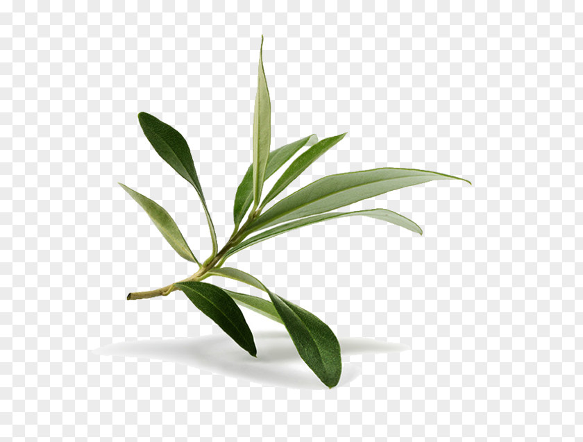 Embrace Nature Olive Leaf Branch Stock Photography PNG