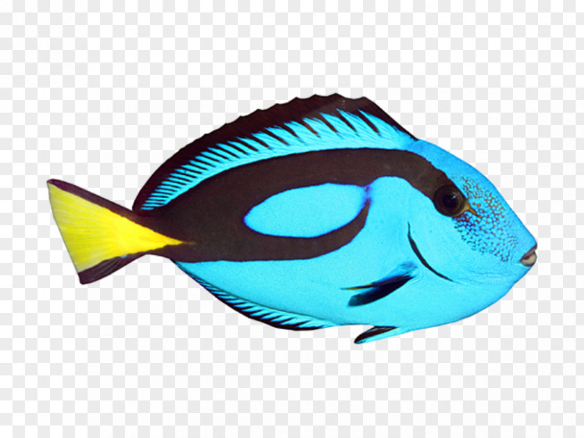 Fish Image Three-dimensional Space Illustration Clip Art PNG