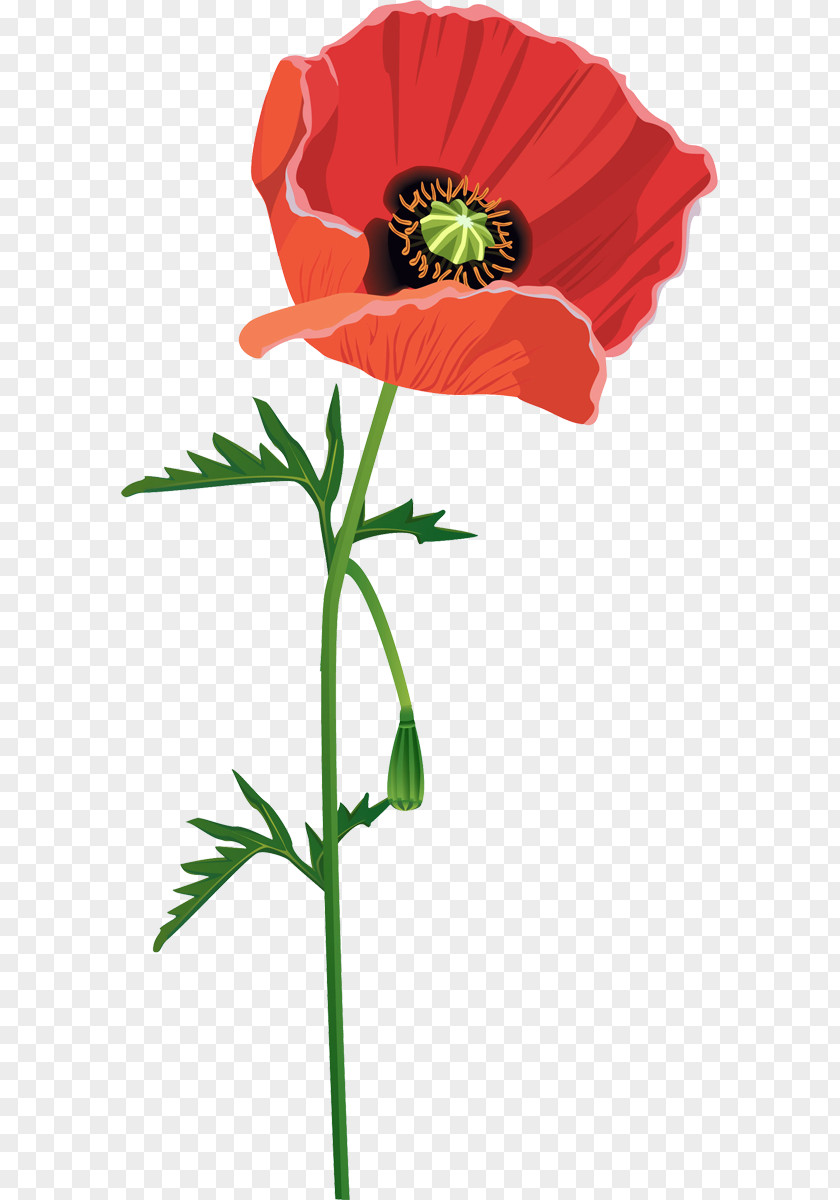 Flower Common Poppy Red PNG
