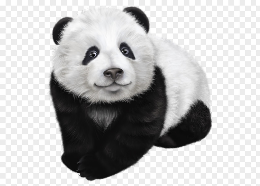 Hand-painted David Panda Giant Red Koala Clip Art PNG