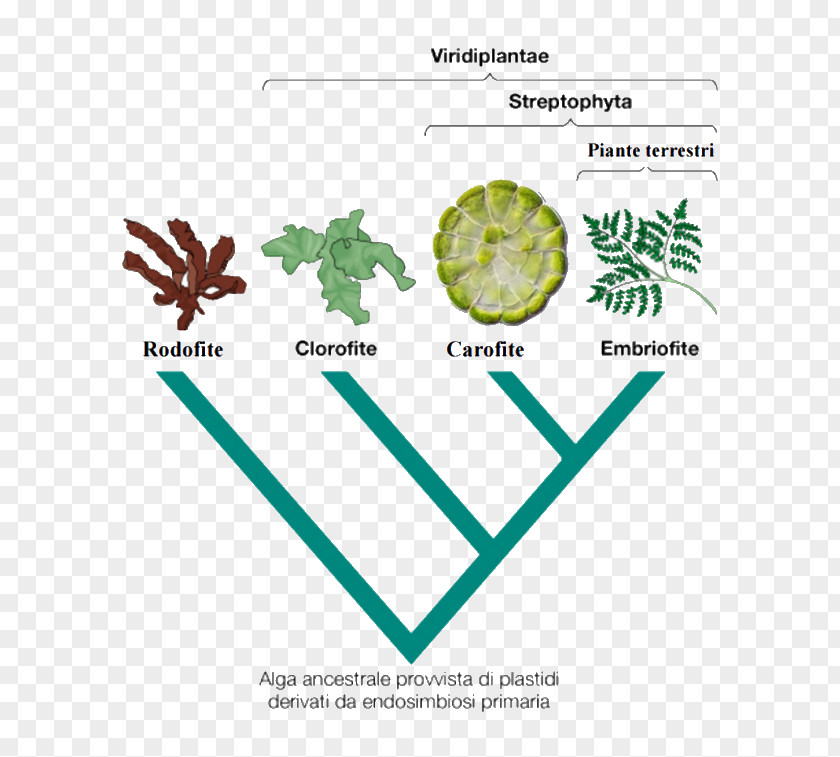 Moss Green Algae Leaf Vascular Plant PNG