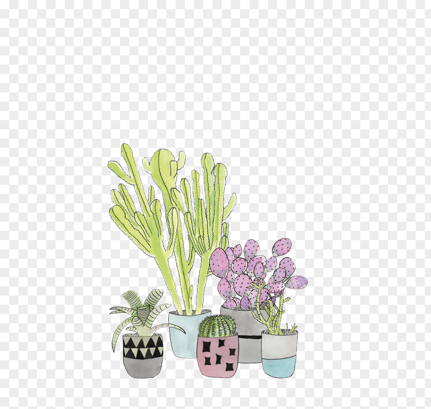 Cactus Plant Succulent Plants Image PNG