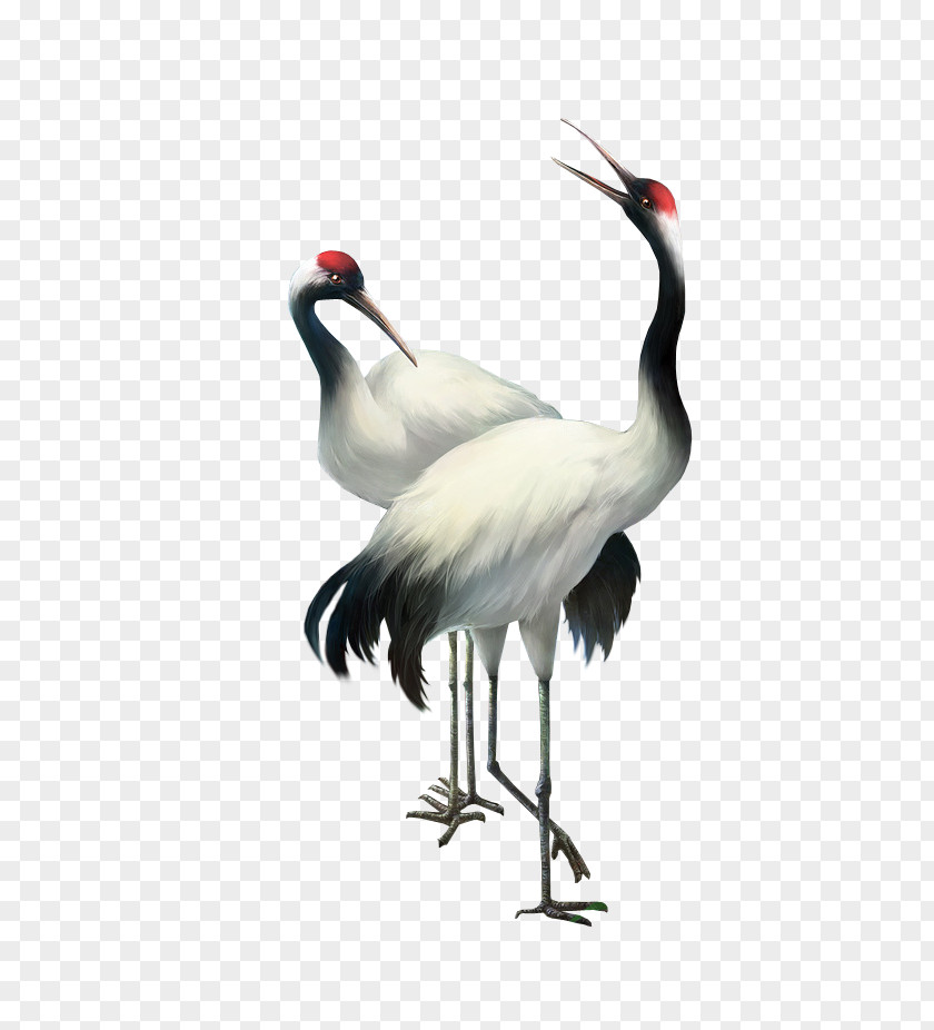 Crane Bailu Red-crowned PNG