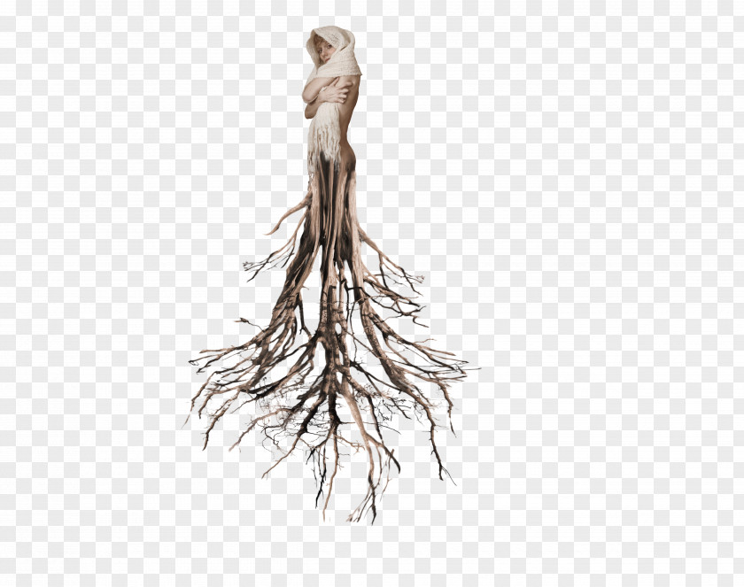 Creepy Tree Root PNG