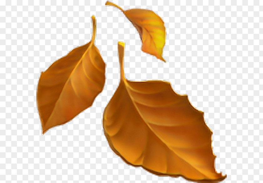 Emoji Emojipedia Autumn Leaf Color PNG