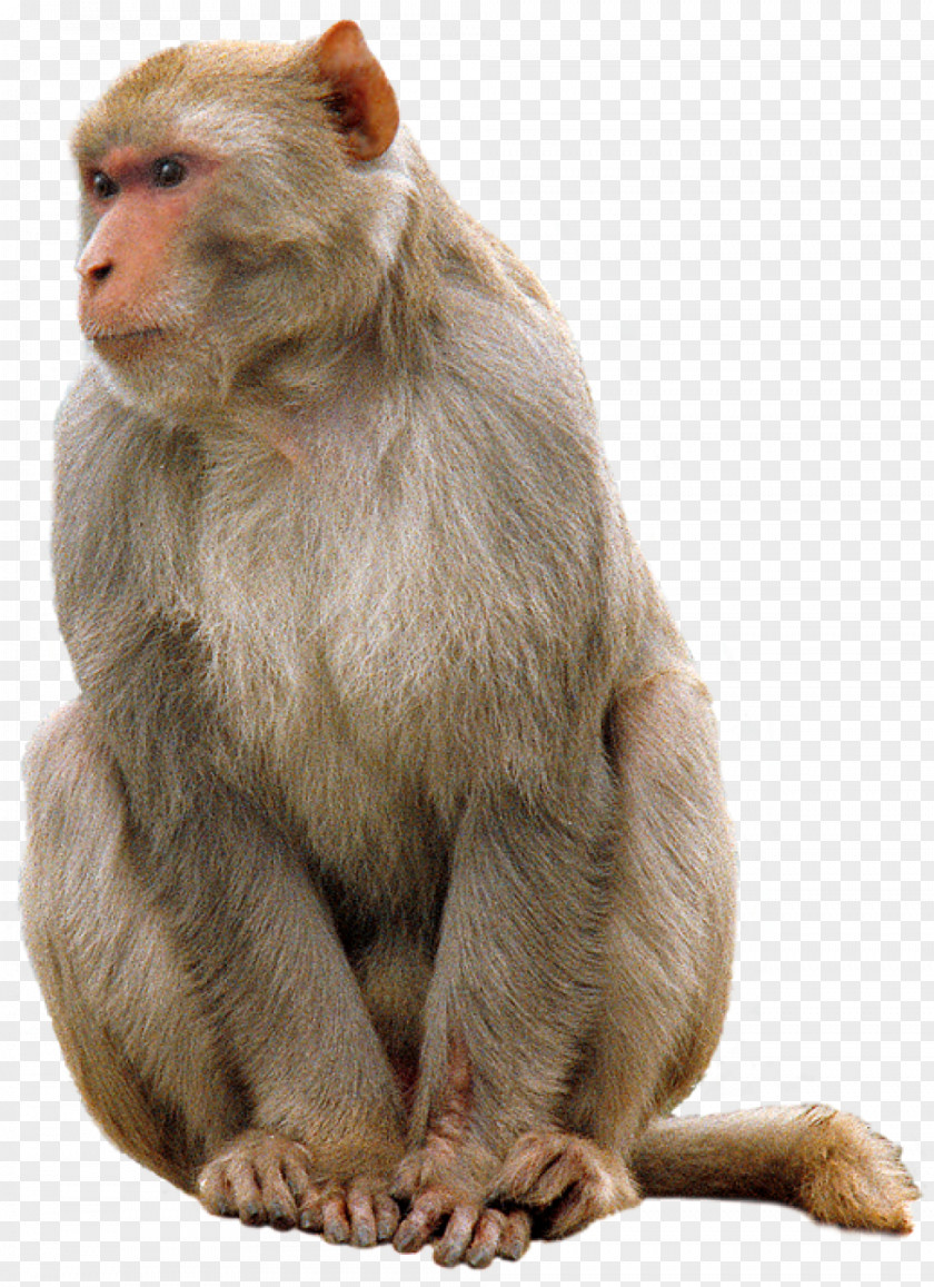 Monkey PicMonkey PNG