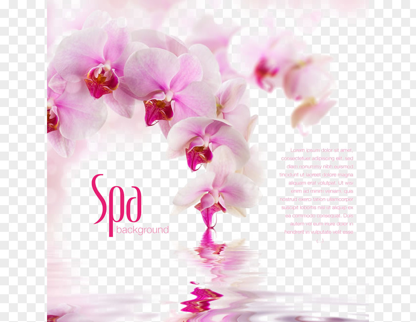 Pink Butterfly Sea Newspaper Background Vladivostok Fototapet Orchids Wall Wallpaper PNG